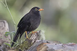 Images Dated 8th June 2018: Great Thrush (Turdus fuscater ockendeni)