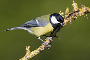 Paridae Prints: Great Tit