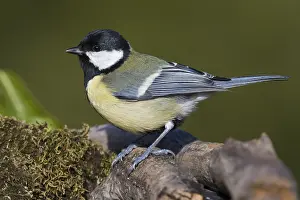 Paridae Prints: Great Tit