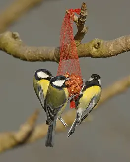 Images Dated 6th March 2006: Great Tit, Koolmees, Parus major