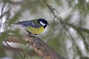 Images Dated 25th February 2006: Great Tit; Parus major