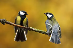 Beauty Prints: Great Tit, Parus major