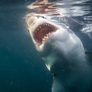 Images Dated 26th June 2014: Great White Shark, Witte Haai, Carcharodon carcharias
