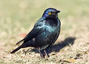 Images Dated 15th September 2008: Greater Blue-eared Starling, Lamprotornis chalybaeus