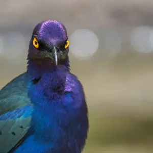 Lamprotornis Prints: Greater blue-eared Starling, Lamprotornis chalybaeus