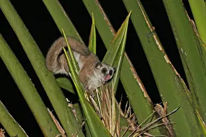 Nocturnal Prints: Greater dwarf lemur, Cheirogaleus major
