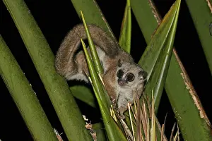 Nocturnal Prints: Greater dwarf lemur, Cheirogaleus major