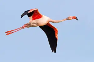 Phoenicopteridae Prints: Greater Flamingo
