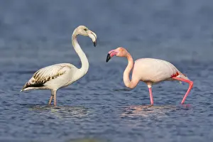 Phoenicopteridae Prints: Greater Flamingo
