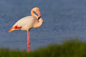 Phoenicopteridae Prints: Greater Flamingo