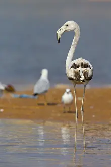 Phoenicopteridae Prints: Greater Flamingo