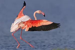 Phoenicopteridae Prints: Greater Flamingo
