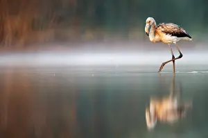 Phoenicopteridae Prints: Greater Flamingo, Europese Flamingo, Phoenicopterus roseus