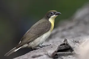 Honeyguide Prints: Greater Honeyguide, Indicator indicator