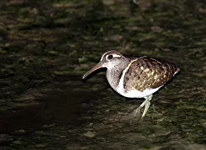 2004 Prints: Greater Painted Snipe, Rostratula benghalensis