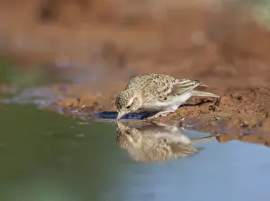 Kortteenleeuwerik Prints: Greater Short-toed Lark, Calandrella brachydactyla brachydactyla