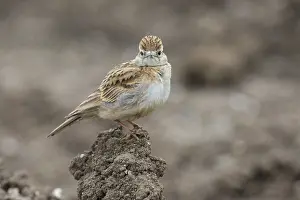 Images Dated 21st May 2023: Greater Short-toed Lark, Calandrella brahydactyla