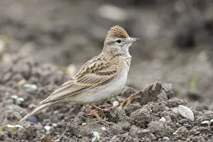 Images Dated 21st May 2023: Greater Short-toed Lark, Calandrella brahydactyla