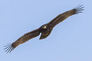 Images Dated 2nd November 2017: Greater Spotted Eagle