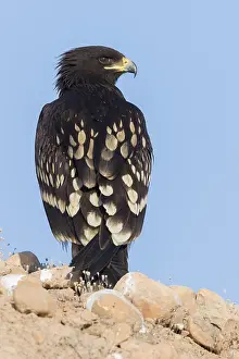 Images Dated 30th October 2017: Greater Spotted Eagle