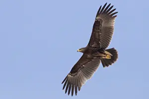 Greater Spotted Eagle
