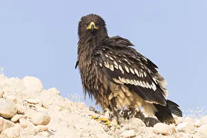Images Dated 2nd November 2017: Greater Spotted Eagle