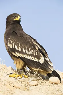 Images Dated 2nd November 2017: Greater Spotted Eagle