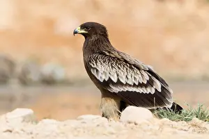 Eagles Prints: Greater Spotted Eagle
