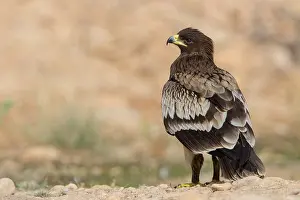 Accipitriformes Prints: Greater Spotted Eagle