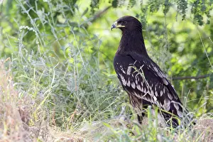 Accipitriformes Prints: Greater Spotted Eagle