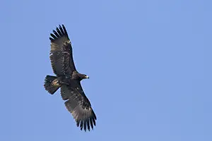 Greater Spotted Eagle; Aquila clanga
