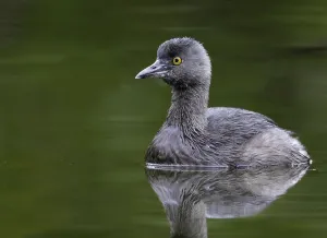 Dominicus Prints: Least Grebe, achybaptus dominicus