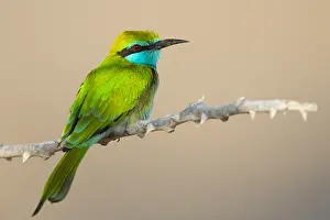 Meropidae Prints: Green Bee-eater