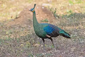 Images Dated 7th February 2020: Green Peafowl, Pavo muticus