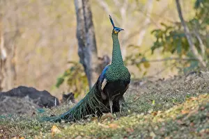 Images Dated 7th February 2020: Green Peafowl, Pavo muticus