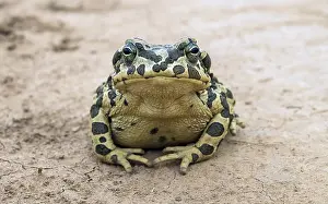Kazakhstan Prints: Green Toad, Pseudepidalea viridis