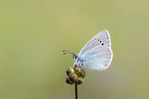 Images Dated 20th May 2023: Green-underside Blue, Glaucopsyche alexis