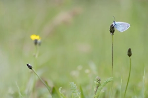 Images Dated 20th May 2023: Green-underside Blue, Glaucopsyche alexis
