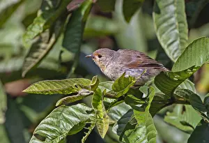 Images Dated 24th May 2023: Green Warbler Finch, Certhidea olivacea