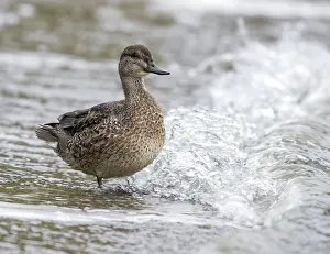 Carolinensis Prints: Green-winged Teal, Amerikaanse Wintertaling, Anas carolinensis