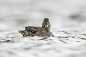 Carolinensis Prints: Green-winged Teal, Amerikaanse Wintertaling, Anas carolinensis