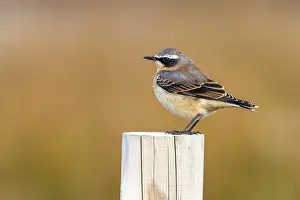 Greenland Wheatear, Groenlandse Tapuit, Oenanthe oenanthe leucor