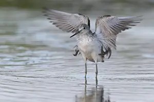 Shorebirds Prints: Greenshank