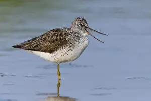 Shorebirds Prints: Greenshank