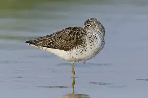 Shorebirds Prints: Greenshank