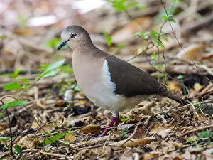Images Dated 20th June 2015: Grenada Dove, Leptotila wellsi