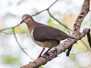 Images Dated 20th June 2015: Grenada Dove, Leptotila wellsi