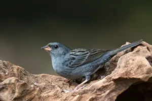 Country Prints: Grey Bunting, Emberiza variabilis