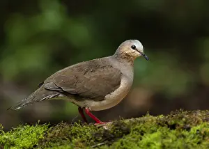 2023 Prints: Grey-fronted Dove (Leptotila rufaxilla dubusi)
