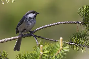 2016 Prints: Grey-headed Chickadee